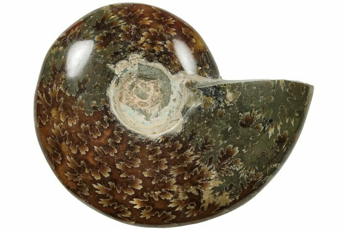 Polished Ammonite (Cleoniceras) Fossil - Madagascar #205093